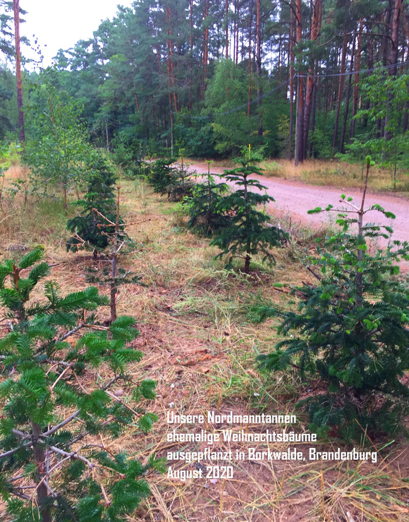 ehemalige Weihnachtsbäume für Waldprojekte
